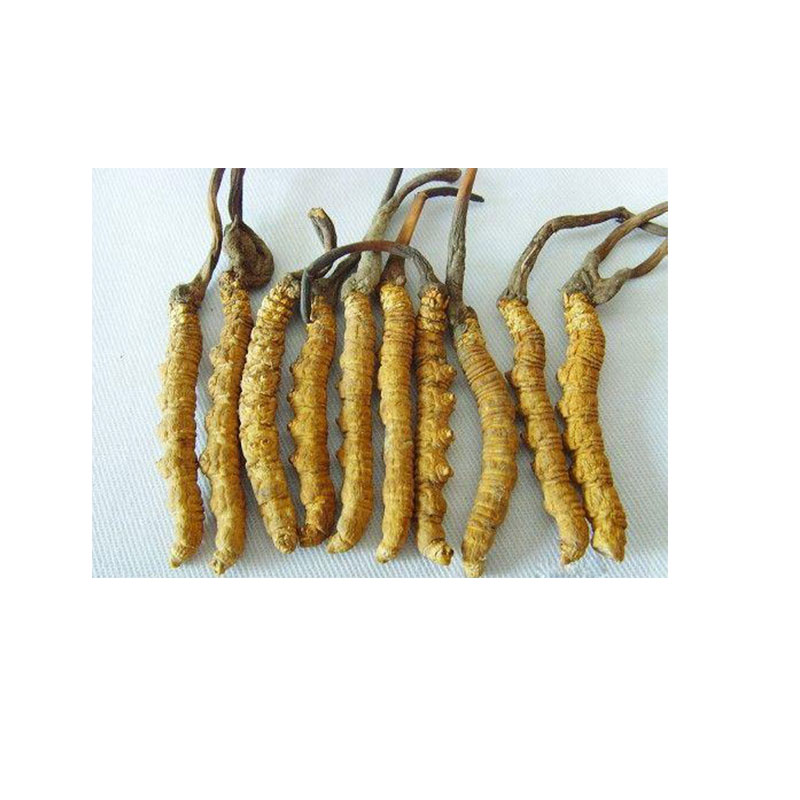 青海冬虫夏草一级