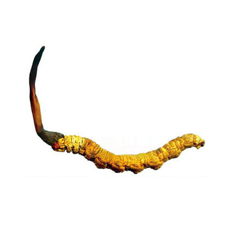 西藏那曲虫草断草精选